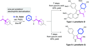 Graphical abstract: Synthesis of lamellarin alkaloids using orthoester-masked α-keto acids