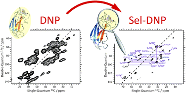Graphical abstract: Selective high-resolution DNP-enhanced NMR of biomolecular binding sites