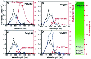 Graphical abstract: Telomerase and poly(ADP-ribose) polymerase-1 activity sensing based on the high fluorescence selectivity and sensitivity of TOTO-1 towards G bases in single-stranded DNA and poly(ADP-ribose)