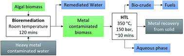 Graphical abstract: A synergistic use of microalgae and macroalgae for heavy metal bioremediation and bioenergy production through hydrothermal liquefaction