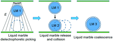 Graphical abstract: Liquid marble coalescence via vertical collision