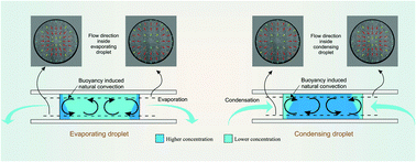 Graphical abstract: Convection inside condensing and evaporating droplets of aqueous solution