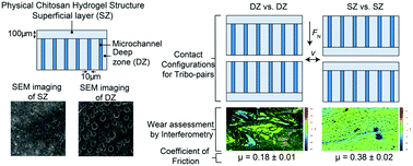 Graphical abstract: Bioinspired microstructures of chitosan hydrogel provide enhanced wear protection