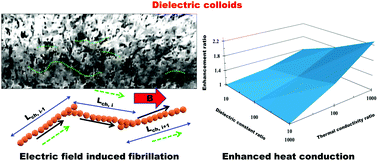 Graphical abstract: Electrohydrodynamic fibrillation governed enhanced thermal transport in dielectric colloids under a field stimulus
