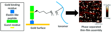 Graphical abstract: Engineered interaction between short elastin-like peptides and perfluorinated sulfonic-acid ionomer
