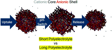 Graphical abstract: An anionic shell shields a cationic core allowing for uptake and release of polyelectrolytes within core–shell responsive microgels