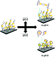 Graphical abstract: Making strong polyelectrolyte brushes pH-sensitive by incorporation of gold nanoparticles