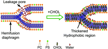 Graphical abstract: Cholesterol suppresses membrane leakage by decreasing water penetrability
