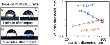 Graphical abstract: Rupture of granular rafts: effects of particle mobility and polydispersity