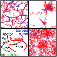 Graphical abstract: Nonequilibrium phase diagrams for actomyosin networks