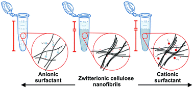 Graphical abstract: Surfactant controlled zwitterionic cellulose nanofibril dispersions
