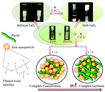 Graphical abstract: Mixing ratio dependent complex coacervation versus bicontinuous gelation of pectin with in situ formed zein nanoparticles