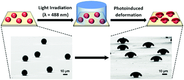 Graphical abstract: Shaping monodispersed azo molecular glass microspheres using polarized light