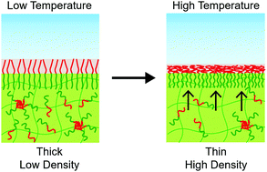 Graphical abstract: A thermoresponsive dynamic polymer brush fabricated by the segregation of amphiphilic diblock copolymers