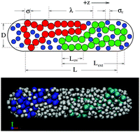 Graphical abstract: Segregation of polymers under cylindrical confinement: effects of polymer topology and crowding