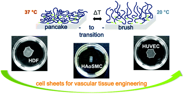 Graphical abstract: Endothelial, smooth muscle and fibroblast cell sheet fabrication from self-assembled thermoresponsive poly(glycidyl ether) brushes