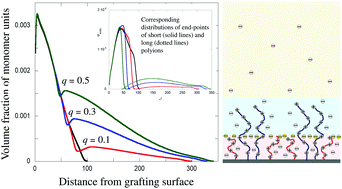 Graphical abstract: Structure and properties of polydisperse polyelectrolyte brushes studied by self-consistent field theory