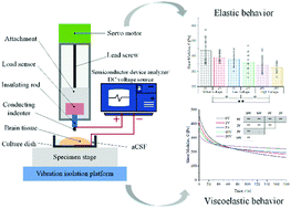 Graphical abstract: Indentation response in porcine brain under electric fields