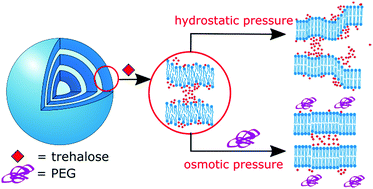 Graphical abstract: Combined effects of osmotic and hydrostatic pressure on multilamellar lipid membranes in the presence of PEG and trehalose