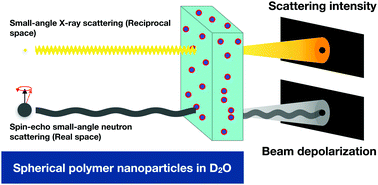 Graphical abstract: Spin-echo small-angle neutron scattering (SESANS) studies of diblock copolymer nanoparticles