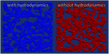 Graphical abstract: Hydrodynamics strongly affect the dynamics of colloidal gelation but not gel structure