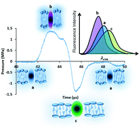 Graphical abstract: On measuring the acoustic state changes in lipid membranes using fluorescent probes