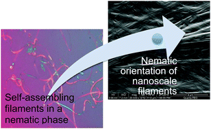 Graphical abstract: Self-assembling, macroscopically oriented, polymer filaments; a doubly nematic organogel