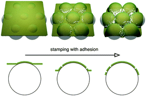 Graphical abstract: Conforming nanoparticle sheets to surfaces with Gaussian curvature