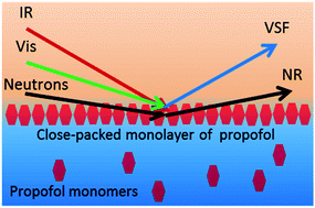 Graphical abstract: Propofol adsorption at the air/water interface: a combined vibrational sum frequency spectroscopy, nuclear magnetic resonance and neutron reflectometry study