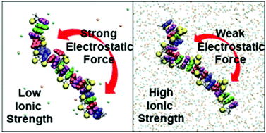 Graphical abstract: Single-stranded DNA oligomer brush structure is dominated by intramolecular interactions mediated by the ion environment
