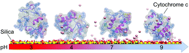 Graphical abstract: pH-Induced reorientation of cytochrome c on silica nanoparticles
