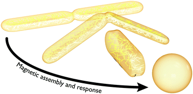 Graphical abstract: Magnetite nanoparticles program the assembly, response, and reconfiguration of structured emulsions