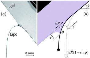 Graphical abstract: Peeling an elastic film from a soft viscoelastic adhesive: experiments and scaling laws