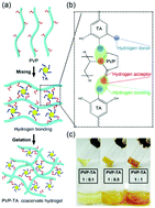 Graphical abstract: Hydrogen bonding-based strongly adhesive coacervate hydrogels synthesized using poly(N-vinylpyrrolidone) and tannic acid