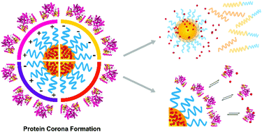 Graphical abstract: Interaction of functionalized nanoparticles with serum proteins and its impact on colloidal stability and cargo leaching