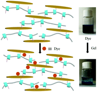 Graphical abstract: Construction and efficient dye adsorption of supramolecular hydrogels by cyclodextrin pseudorotaxane and clay