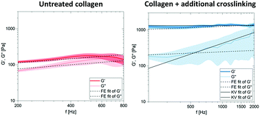 Graphical abstract: Collagen networks determine viscoelastic properties of connective tissues yet do not hinder diffusion of the aqueous solvent