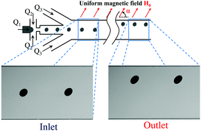 Graphical abstract: Migration of ferrofluid droplets in shear flow under a uniform magnetic field