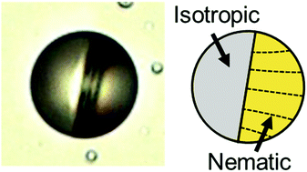Graphical abstract: Thermally reconfigurable Janus droplets with nematic liquid crystalline and isotropic perfluorocarbon oil compartments