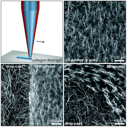 Graphical abstract: Microextrusion printing cell-laden networks of type I collagen with patterned fiber alignment and geometry