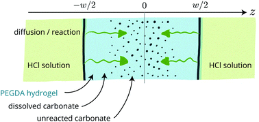 Graphical abstract: Diffusion-limited dissolution of calcium carbonate in a hydrogel