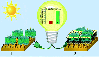 Graphical abstract: Microenvironment alterations enhance photocurrents from photosystem I confined in supported lipid bilayers