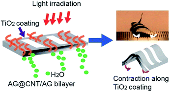 Graphical abstract: TiO2-pattern-modulated actuation of an agarose@CNT/agarose bilayer induced by light and humidity