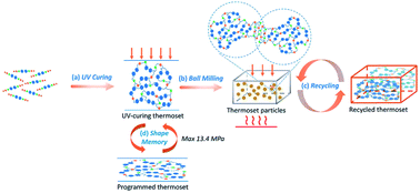 Graphical abstract: Recyclable thermoset shape memory polymers with high stress and energy output via facile UV-curing