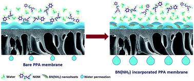 Graphical abstract: Thin film nanocomposite nanofiltration membranes from amine functionalized-boron nitride/polypiperazine amide with enhanced flux and fouling resistance