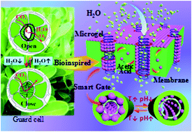 Graphical abstract: Engineering of thermo-/pH-responsive membranes with enhanced gating coefficients, reversible behaviors and self-cleaning performance through acetic acid boosted microgel assembly