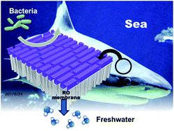 Graphical abstract: Sharkskin-mimetic desalination membranes with ultralow biofouling