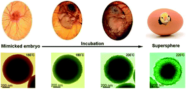 Graphical abstract: 3D core–shell MoS2 superspheres composed of oriented nanosheets with quasi molecular superlattices: mimicked embryo formation and Li-storage properties