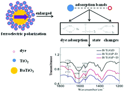 Graphical abstract: Changes of the dye adsorption state induced by ferroelectric polarization to improve photoelectric performance