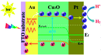 Graphical abstract: Enhancing light harvesting and charge separation of Cu2O photocathodes with spatially separated noble-metal cocatalysts towards highly efficient water splitting